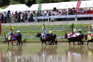 女子ラグビー部「第２６回川平花田植え」